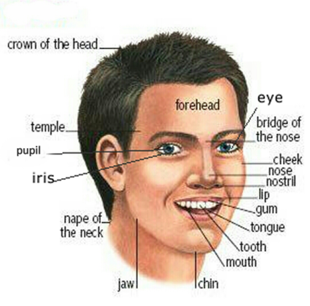 Parts of the face | English For Life