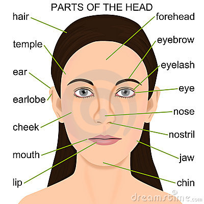 PARTS OF FACE | English For Life