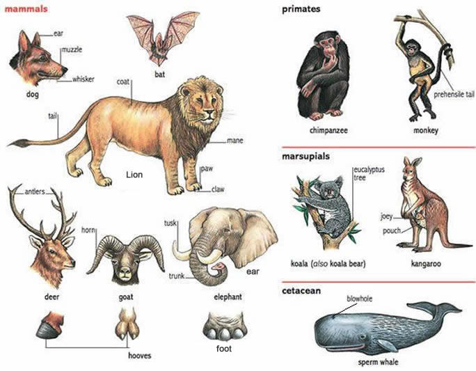 Animals and their names | English For Life